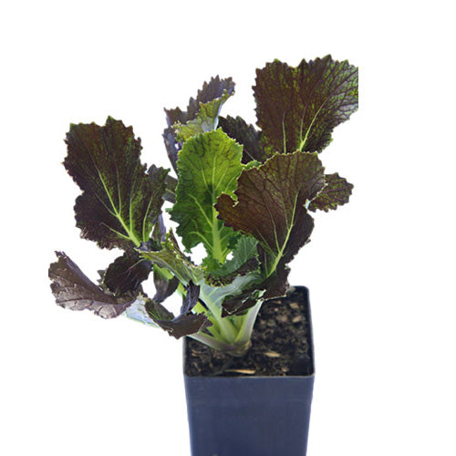 Asian Greens - Mizuna Purple