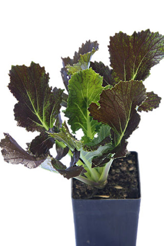 Asian Greens - Mizuna Purple