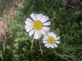 Pyrethrum