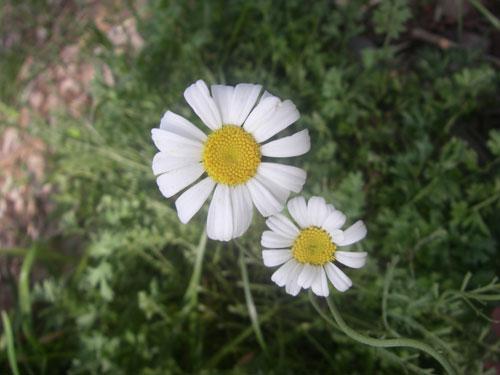 Pyrethrum