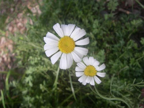 Pyrethrum
