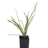 Rakkyo Chinese Scallions