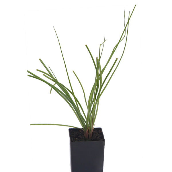 Rakkyo Chinese Scallions