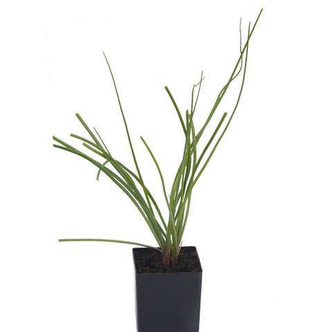 Rakkyo Chinese Scallions