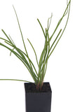 Rakkyo Chinese Scallions
