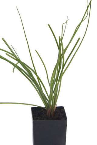 Rakkyo Chinese Scallions