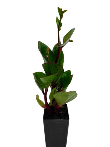 Ceylon Spinach - Red Stem