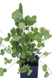 Red Clover