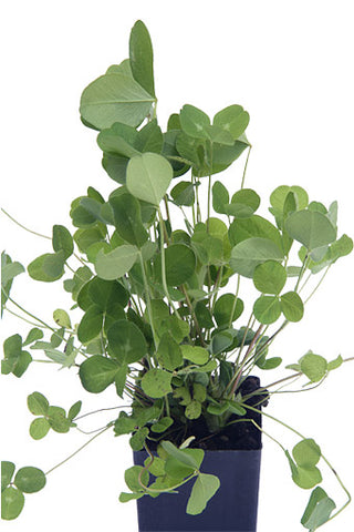 Red Clover