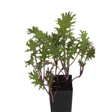 Kale - Red Russian Kale