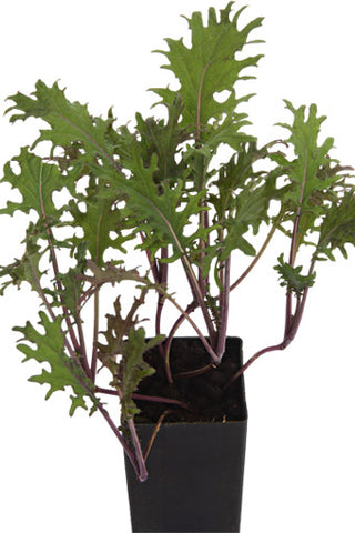 Kale - Red Russian Kale