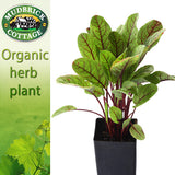 Sorrel - Red Sorrel
