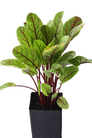 Sorrel - Red Sorrel