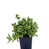 Rau Om Rice Pady Herb