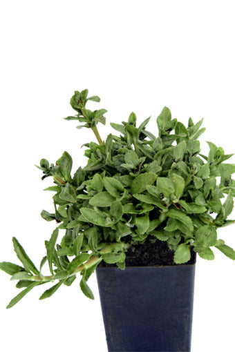 Rau Om Rice Pady Herb