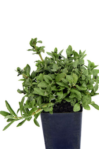 Rau Om Rice Pady Herb