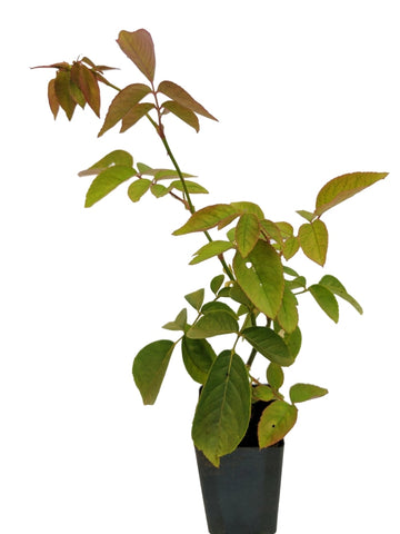 Rose Duchess de Brabant