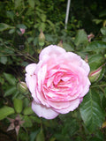 Rose Duchess de Brabant