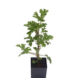 Scented Geranium Rose