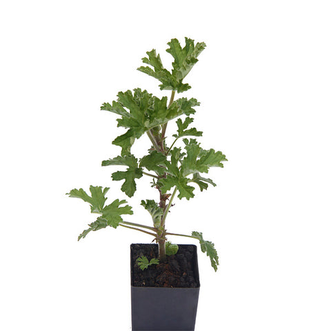 Scented Geranium Rose
