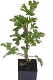 Scented Geranium Rose