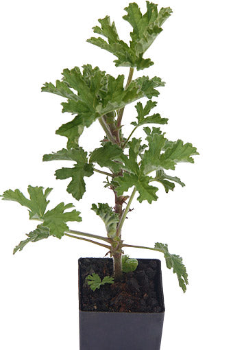 Scented Geranium Rose