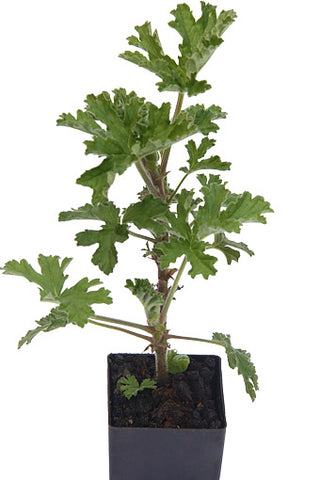 Scented Geranium Rose