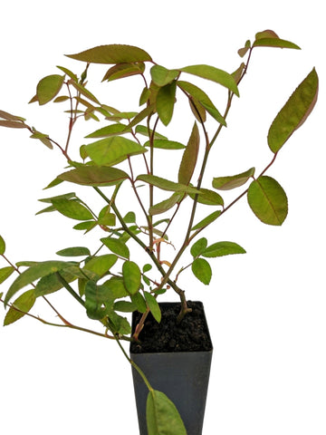 Rose Mutabilis