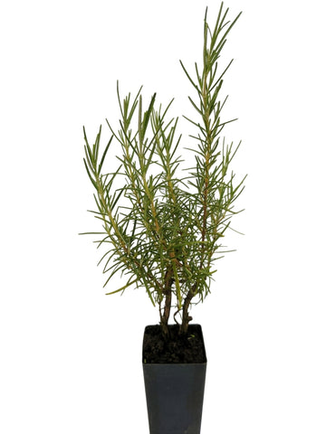 Rosemary - Benedon Blue Rosemary