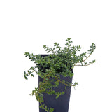 Rupturewort