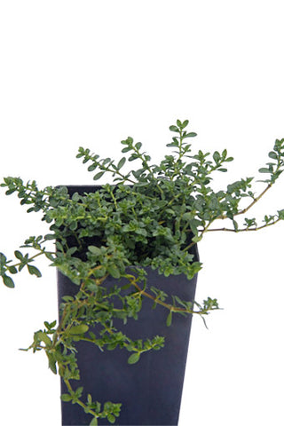 Rupturewort
