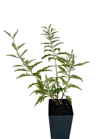 Russian Sage