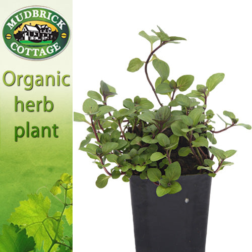 Mint - Rust Free Mint