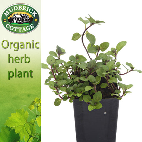 Mint - Rust Free Mint