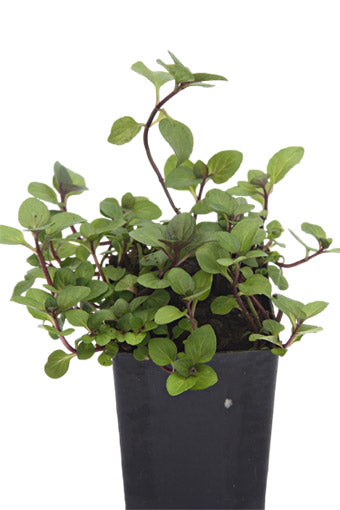 Mint - Rust Free Mint