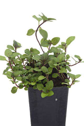Mint - Rust Free Mint