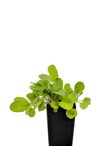 Rocket - Salad Rocket
