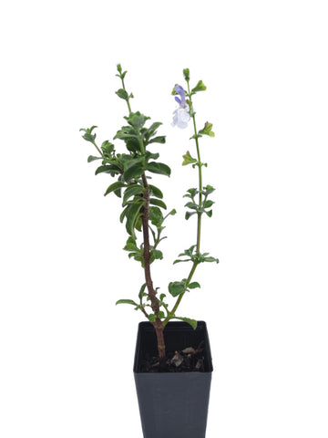 Salvia africana 'Smoothie'
