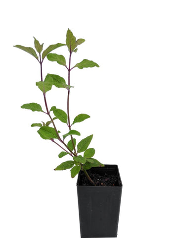 Salvia agnes