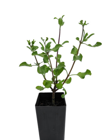 Salvia aurea