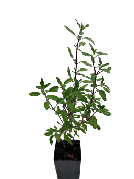 Salvia microphylla 'Baby Sage'