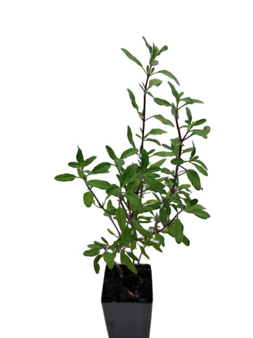 Salvia microphylla 'Baby Sage'
