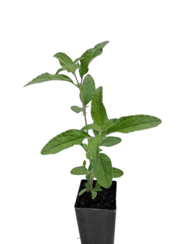 Salvia microphylla 'Cerese Velvet'