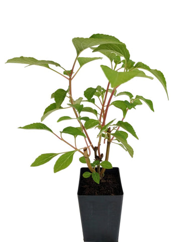 Salvia wagneriana 'Excelsa'