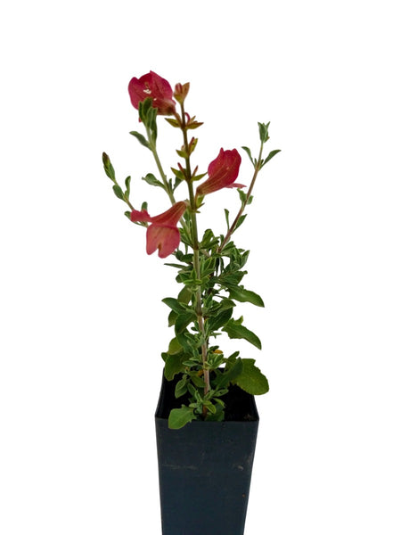 Salvia lanceolata