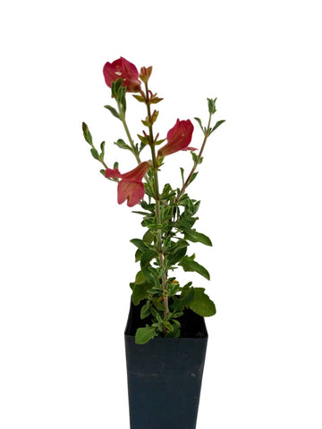 Salvia lanceolata