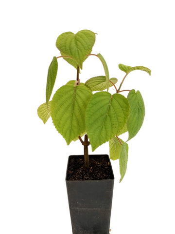 Salvia purpurea