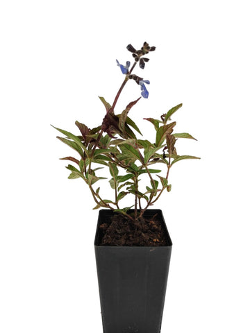 Salvia sinaloensis