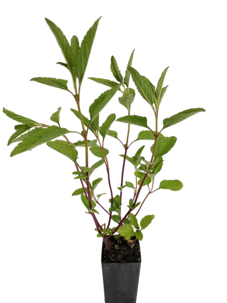 Salvia uliginosa 'Bog Sage'
