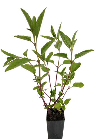 Salvia uliginosa 'Bog Sage'